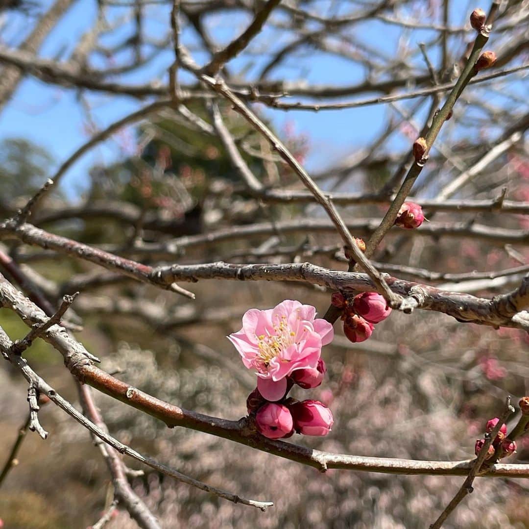 会津くみこのインスタグラム：「暖かく気持ちの良い、三月の始まりとなりましたね☺️ 先日の書の時間に書いた『梅』の文字と、今日の陽射しに誘われて、梅園を訪れました。 一枚目の梅の花は、 『開運梅💕』だそうです🤗 コロナ禍、世の中が少しでも明るい三月となりますように…❤️  二枚目、甲州野梅 三枚目、夫婦梅  #うめのはな #梅園 #3月一日」
