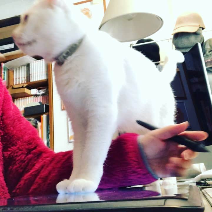 水谷さるころのインスタグラム：「今日も今日とて襲われています　#おファルにゃん」