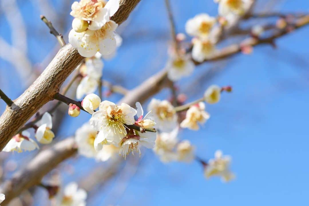 成田ゆめ牧場さんのインスタグラム写真 - (成田ゆめ牧場Instagram)「お花たちがちらほら咲いています🌸  春を少しずつ感じますね〜☺️  #春のイベントはHPをチェック #今日から3月 #春が待ち遠しい  #成田ゆめ牧場  #牧場 #千葉県 #成田 #おでかけ  #naritadreamfarm #farm #farmstagram」3月1日 14時54分 - yumebokujo