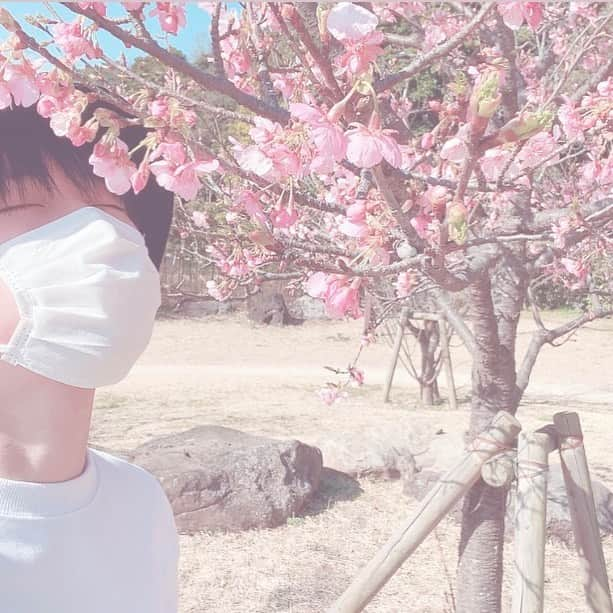 石橋陽彩さんのインスタグラム写真 - (石橋陽彩Instagram)「🌸🌸🌸  最終テストを終えると、そこには幸せが広がっていたっ。。(？)  とか言いつつ数学追試かもしれんよ。と 心の中でひそひそと思うのであった。(？)  皆さんこんばんは！！ もう3月ですねぇ〜💭 時の流れは早いもんですっ。  そう！先日桜を見つけました！！😆 こんな時期にさくらぁ？？？(゜∀。) とか思って調べてみたら、 ｢河津桜｣と言う桜らしいです！！  自分、実は桜の匂いが大好きで、 桜の花を見る度嗅いでしまいます笑笑 写真がそれです笑笑😂  はやく沢山の桜が咲く季節にならないかなぁ〜🥰💭 楽しみでしかたないっす！！🙌 ・ ・ ・ #桜 #春 #河津桜 #はるうらら」3月1日 20時41分 - hiiro_ishibashi