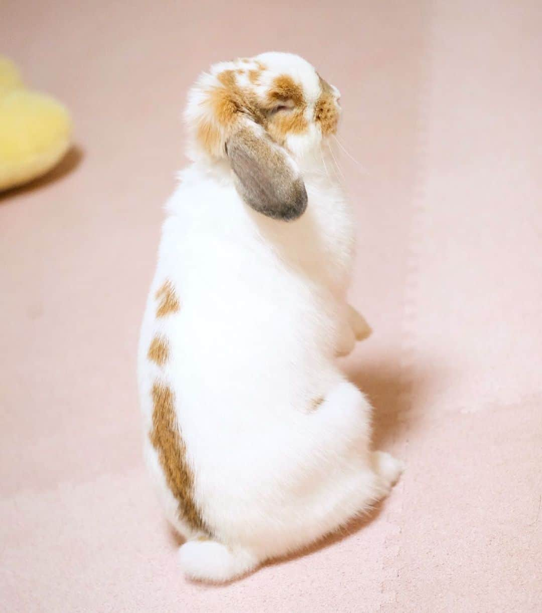 usagraphのインスタグラム：「ぎゅむっ！ 目をつむった顔がかわいすぎる😂 ＊ ＊ ＊ ＊ #うさぎ　#rabbit #bunny #アニマル写真部　＃instabunnies #igersjp  #tokyocameraclub #東京カメラ部  #bunnystagram  #うさぎ部 #ホーランドロップ #hollandlop  #ファインダー越しの私の世界  #myfujilove  #今日もx日和　#cutepets」