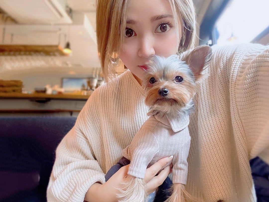 池田沙代のインスタグラム：「. しんゆう🐶🧡👦🏼 . . . . . 🌼🧡🌼🧡🌼🧡  #ヨークシャテリア#ヨーキー#ヨークシャーテリア #theyorkiepage #yorkshire_gram #teddybearyorkies #ヨーキー1歳#puppy#yorkiepuppy#いぬすたぐらむ#いぬのきもち#わんわんroom #いっぬ#yorkie#yorkshireterrier #yorkiesofinstagram #puppy#yorkiepuppy#dogstagram #dogstagram_japan #doglover #요키 #йорки  #yorkies_corner #sammyssundayfeature」