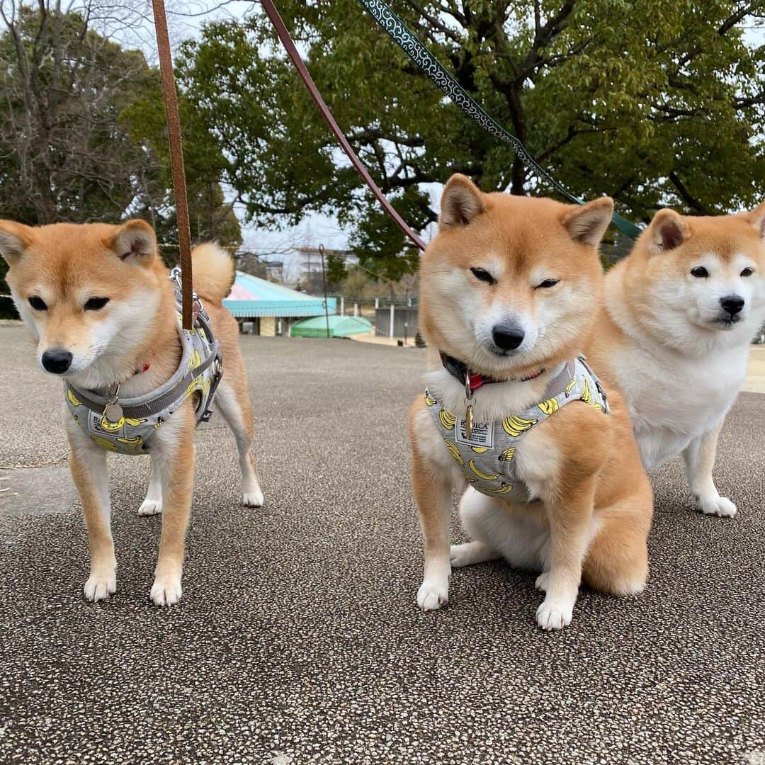 いなりのインスタグラム