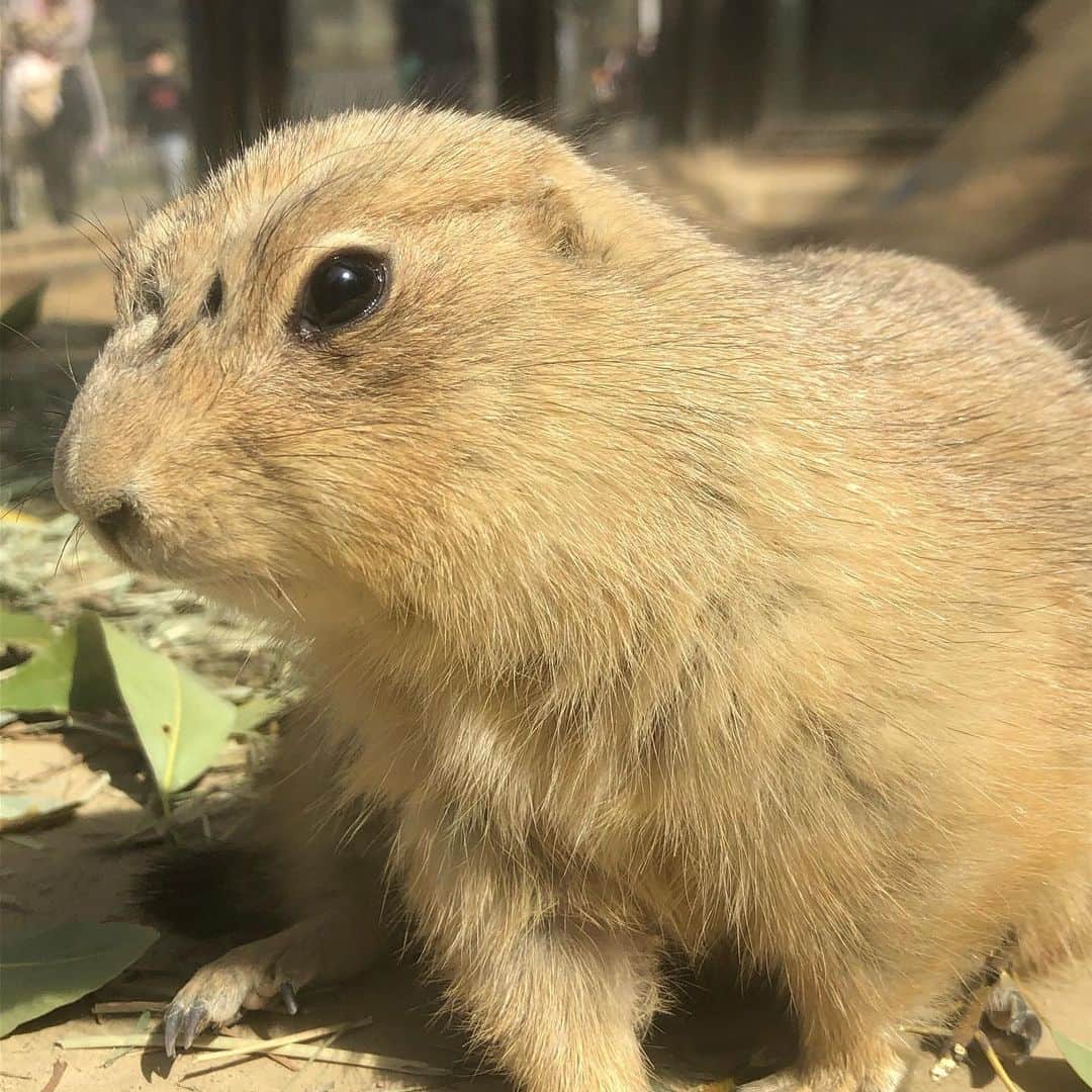azumyのインスタグラム：「オグロプレーリー。たまに怖い。」