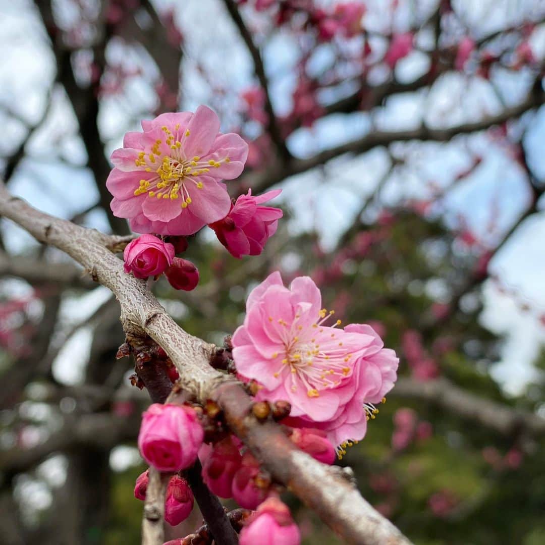 青山有紀さんのインスタグラム写真 - (青山有紀Instagram)「京都御所💗💗💗」3月1日 16時24分 - yukiaoya