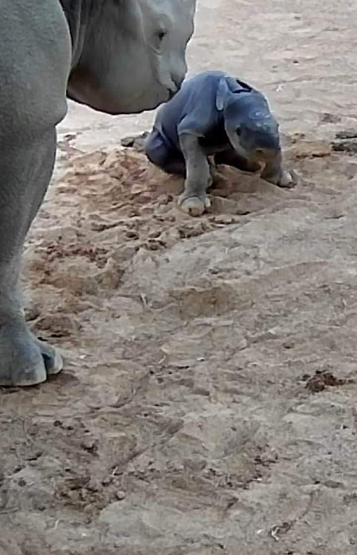 タロンガ動物園のインスタグラム