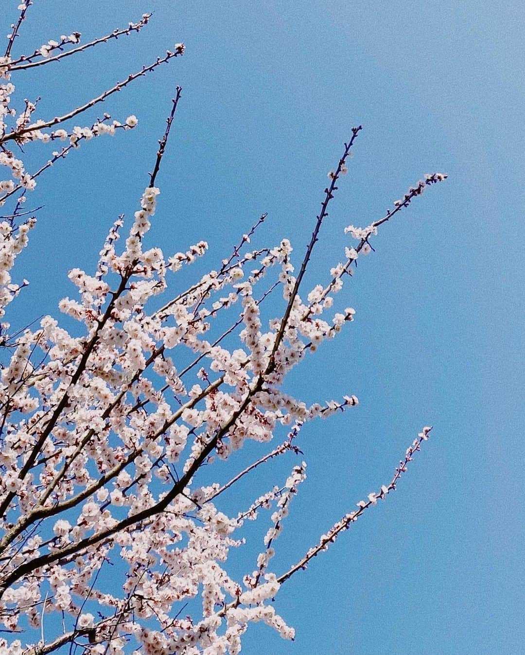 水上京香さんのインスタグラム写真 - (水上京香Instagram)「3月🌸 あっという間に、学期末ですね。 1ヶ月後には、新しい生活が始まる方も沢山いらっしゃるはず。 例年よりも、少しばかり不安が多い世の中ではありますが、 ゆっくり、大きく息を吸って 悪いもの共々、まとめて吐き出しちゃいましょう。 私も新学期に向けての、ある準備を始めます！」3月1日 16時40分 - kyokaminakami_official