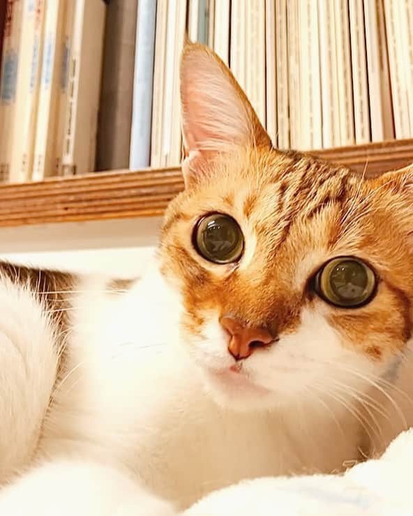 Katetsaiのインスタグラム：「貓我一拳 The cat’s palm punched my face.  #你怎麼突然用手肘拐我 #而且瞳孔全部放大 #你是把我當獵物了嗎  #cat #neko #ネコ #ねこ #猫  #Machifansclub #麻吉Machi #catsofinstagram #katetsaivideo」