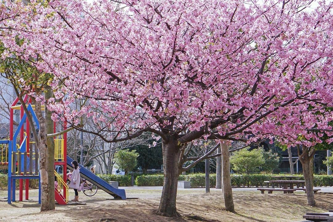 平塚市さんのインスタグラム写真 - (平塚市Instagram)「* 馬入の河津桜が満開！ 今月もよろしくお願いします。 *** #手をつなぎたくなる街 #hiratsukagood #hiratsuka#平塚 #公園#馬入ふれあい公園 #桜#さくら#サクラ#🌸 #cherryblossom #早咲き#河津桜 #はなすたぐらむ #はなまっぷ#ザ花部 #週末の過ごし方 #日々#暮らし #instagramjapan#igersjp」3月1日 16時55分 - hiratsukagood