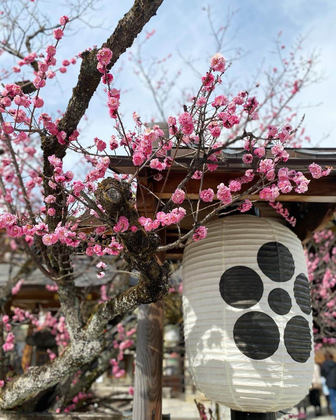 Mai Wakimizuさんのインスタグラム写真 - (Mai WakimizuInstagram)「北野天満宮では梅の花が見頃を迎えていました＼(^o^)／自宅のお庭にも梅の花があるので特別好きなお花♡息子にも見せたかったけどずーっと寝てました。笑 帰りに澤屋の粟餅をおみやに♡(もちろん私は我慢です。悲)ポッカポカで気持ち良い〜♡ #北野天満宮#京都#kyoto」3月1日 17時08分 - wakkin__m