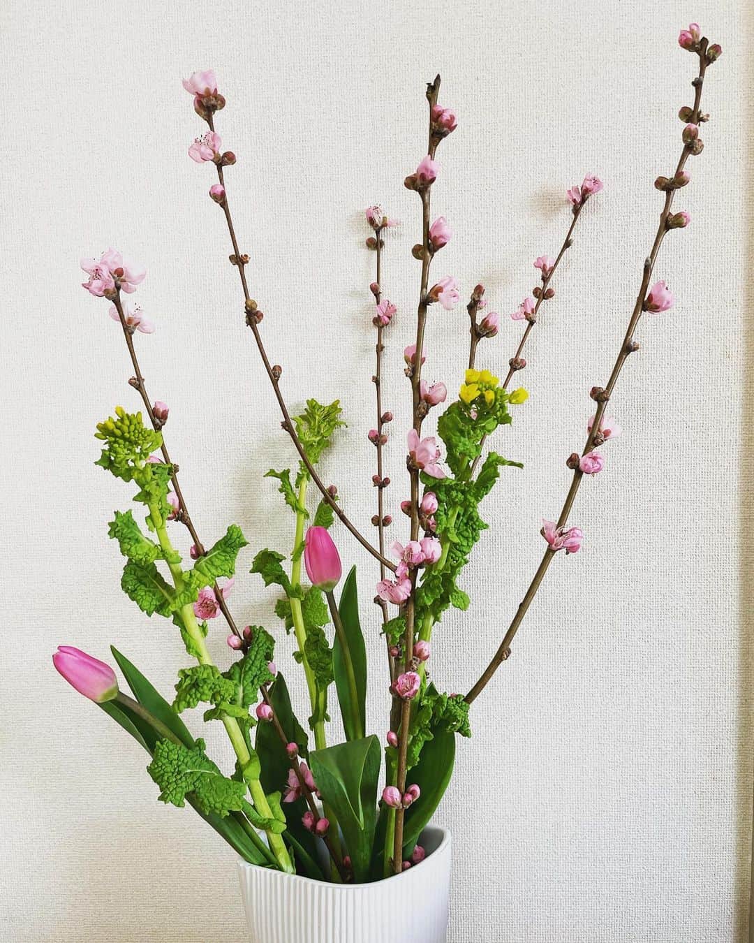 清浦夏実のインスタグラム：「3月なので桃の花を。 #3月 #花 #flowers #花のある暮らし #桃の花 #なのはな #チューリップ #かわいい #桃の節句 #ひな祭り#🎎 #日比谷花壇 #綺麗に #生けたい #どうすれば  桜と悩みましたが、よく咲いている大ぶりな枝があったので桃をチョイス。もうすぐひな祭りですね。私は四人姉妹なのでひな祭りは毎年盛大にやっていました。大好きな行事の一つです。チューリップと菜の花で卒業式っぽさもあるアレンジ。」
