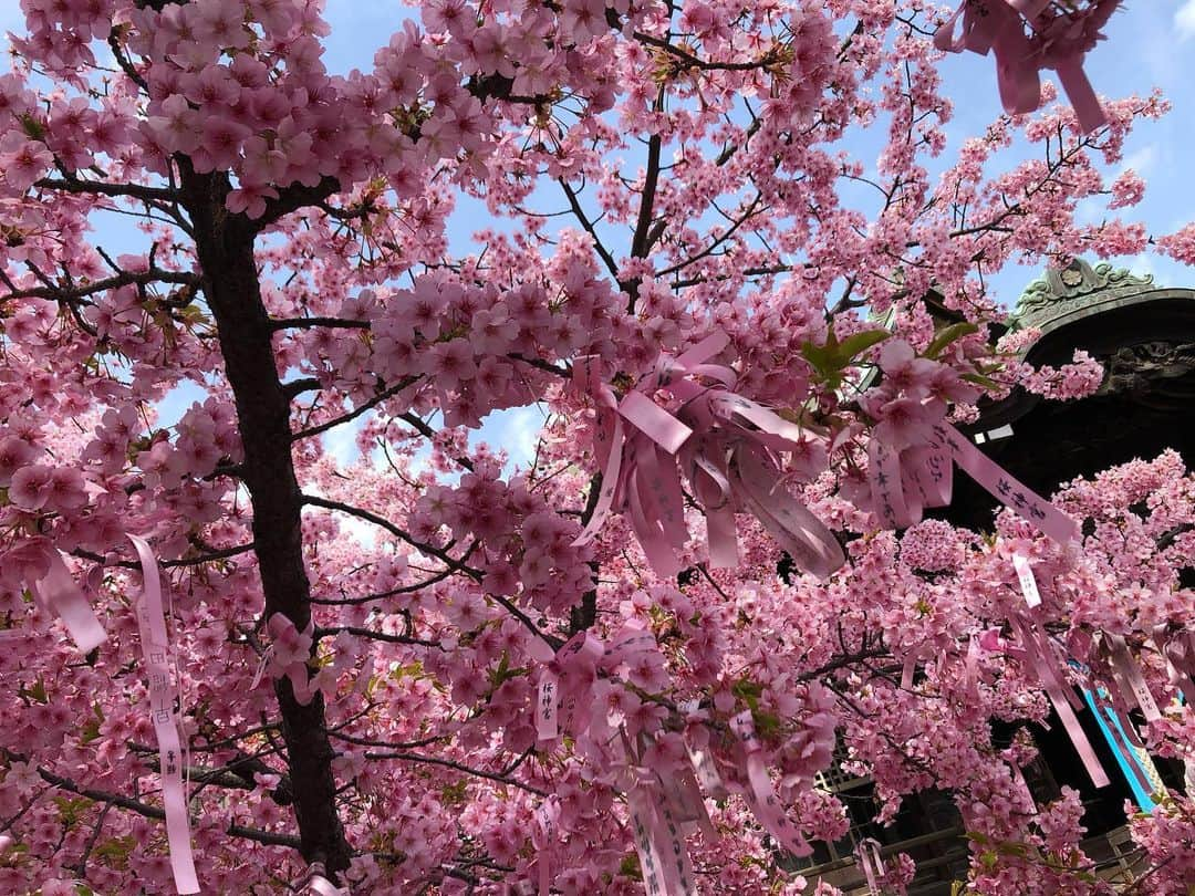 木庭弥生のインスタグラム：「満開の河津桜🌸 見事でした☺️  #桜神宮 #世田谷のお伊勢さん」