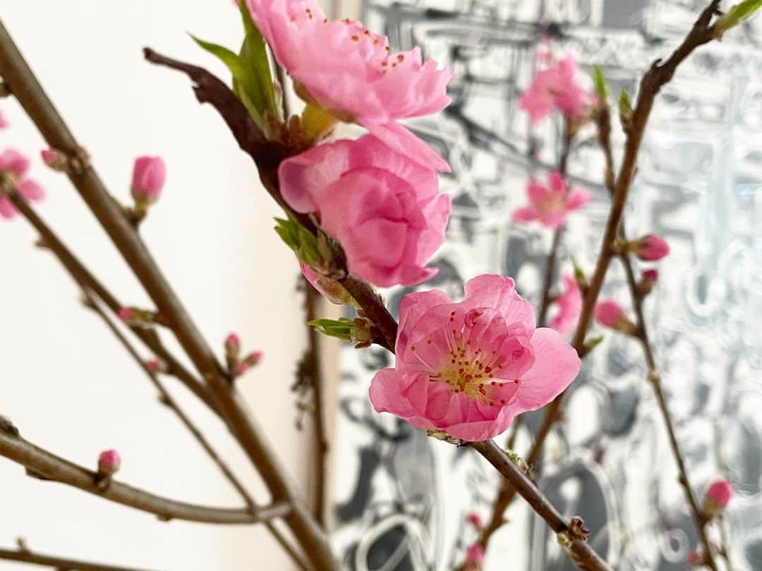 吉原珠央さんのインスタグラム写真 - (吉原珠央Instagram)「3月♫  昨日まで蕾だったのに、今朝はもう咲いていました😊  部屋の一角が春色に染まったみたいでルンルン気分。  #3月 #春 #桃の花  #リビングインテリア  #お花のある暮らし」3月1日 17時20分 - tamaoyoshihara
