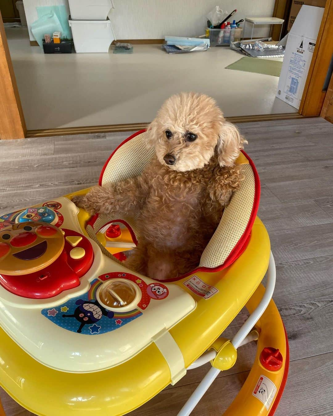 武田翔太のインスタグラム：「福岡帰って来ました🚌 帰る前に会ってきた🐶  なにこれ可愛い....  #ソラ #トイプードル」