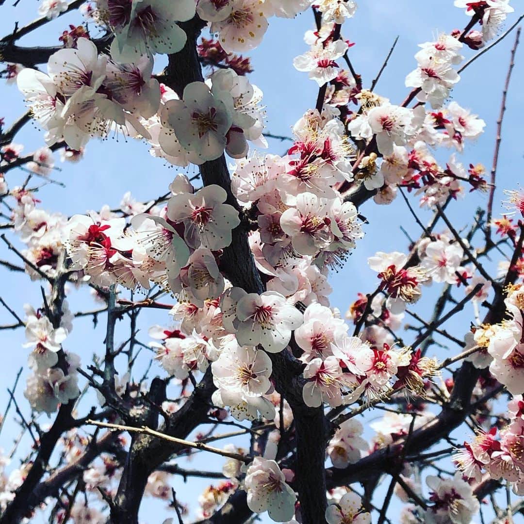 今村涼子さんのインスタグラム写真 - (今村涼子Instagram)「3月に入りました！ 今月は毎週月曜日、Jチャンのお天気は お休みをいただいております。」3月1日 17時35分 - ryoko.imamu