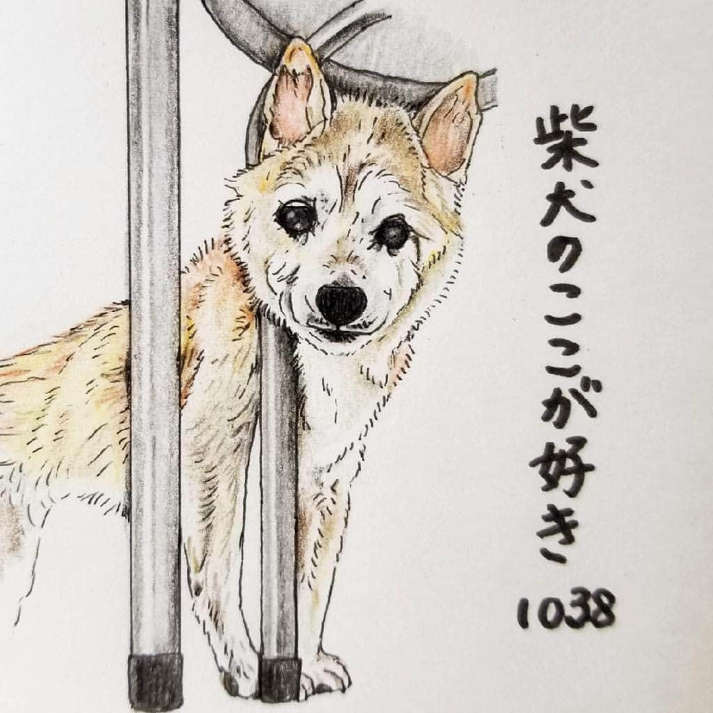 ハナとソラさんのインスタグラム写真 - (ハナとソラInstagram)「#ここ柴部  『柴犬のここが好きシリーズ１０３８』 思いがけないところで  挟まっていることがあるとこ。  困っていることもあれば、  何だか落ち着いてる時もあるね。  モデルは @akiandhana さんとこの はなちゃんです💕 * #柴犬のここが好き #shibainu #shibastagram #illustration #柴犬 #イラスト #いらすとぐらむ #しばすたぐらむ #色鉛筆　#colorpencil #柴公園 #柴公園イラスト #銀柴　#favoritepartsofshibainu」3月1日 17時30分 - nsdikm_hanasora