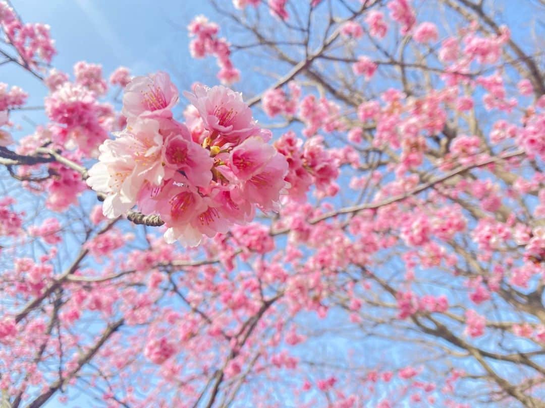 ぴよさんのインスタグラム写真 - (ぴよInstagram)「#桜 で三連:;(∩´﹏`∩) ;: . #おおかん桜 と言うらしい #伊豆高原 で見た桜！ 綺麗✿“ヽ(´︶｀*)ﾉ”✿ . #河津町 の #河津桜 は既にちょつとだけ #葉桜 やったけど、 #おおかんざくら はとってもピンクでした！ . 1日に葉桜と普通の桜両方見れて嬉しいナ✿“ヽ(´︶｀*)ﾉ”」3月1日 17時54分 - _piyogram_