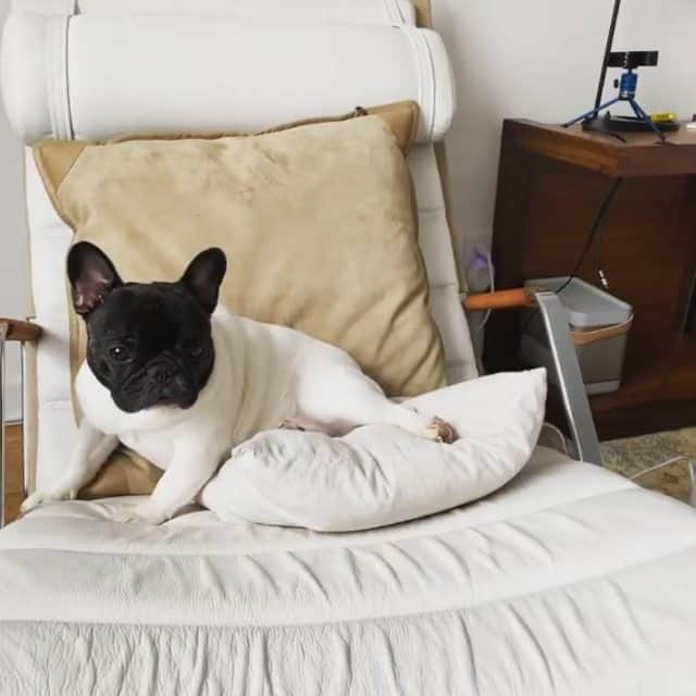 French Bulldogのインスタグラム