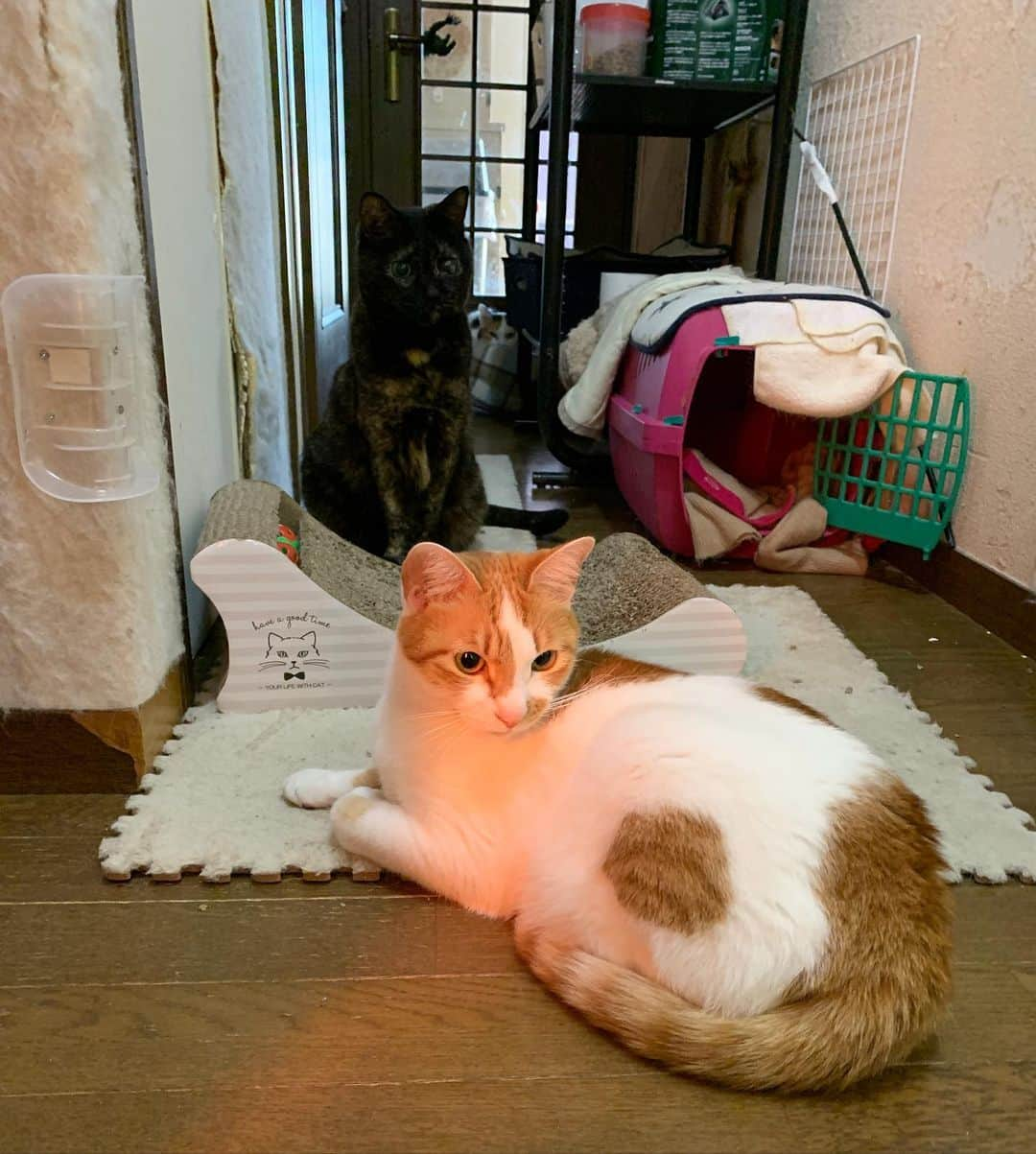 Kachimo Yoshimatsuさんのインスタグラム写真 - (Kachimo YoshimatsuInstagram)「廊下の3匹 3 cats in the corridor  #うちの猫ら #猫 #ねこ #mikeko #hijiki #oinari #cat #ネコ #catstagram #ネコ部 http://kachimo.exblog.jp」3月1日 18時37分 - kachimo