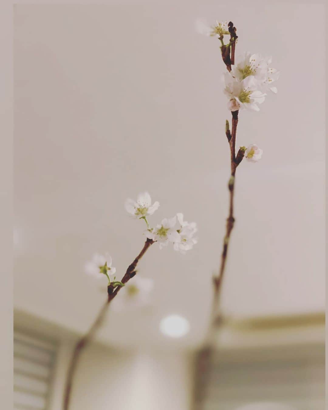 春香さんのインスタグラム写真 - (春香Instagram)「リビングに咲く、小さくて淡いカラーの東海桜🌸  写真に写すと白い天井に吸い込まれそうだけど、可憐な佇まいで春の訪れを感じさせてくれます。  #桜#東海桜#春の訪れ #spring #springhascome #cherryblossom」3月1日 18時37分 - haruka__official
