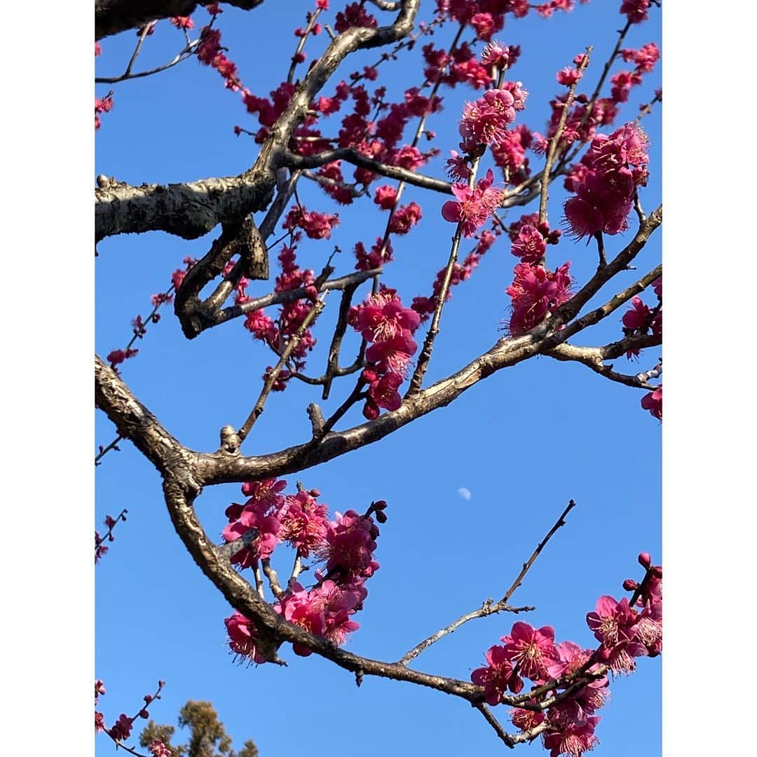 石橋静河さんのインスタグラム写真 - (石橋静河Instagram)「🍁🍣👘🌝🗻🎍🍡🍂🌰 この秋、 舞台「近松心中物語」 に出演します。 　 ぜひ観にきて下さい👁」3月1日 18時40分 - shizuka_isbs