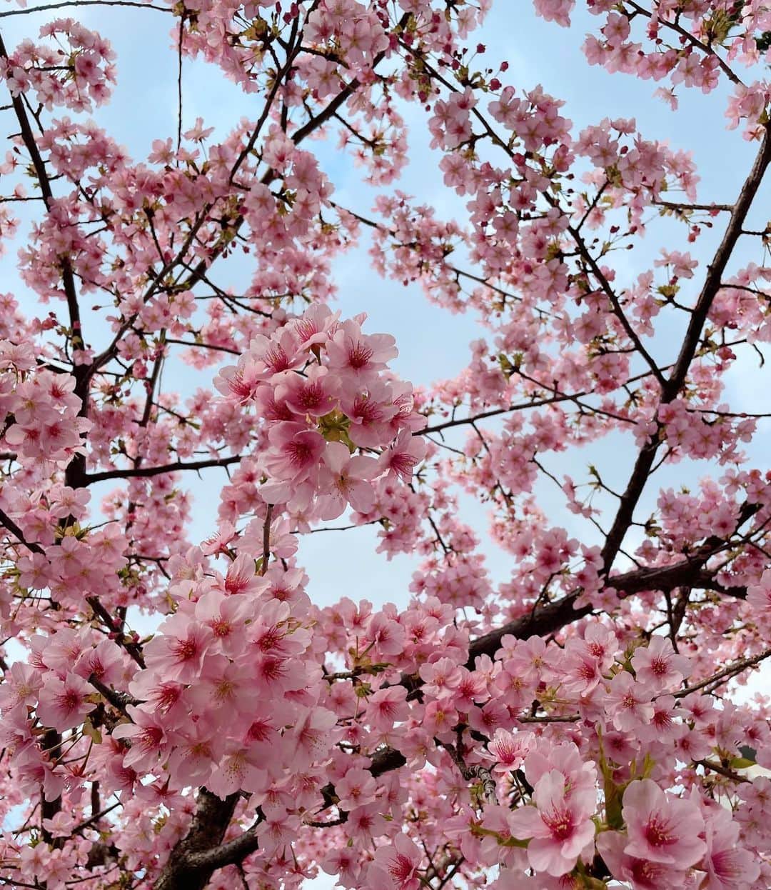 和田美由紀さんのインスタグラム写真 - (和田美由紀Instagram)「満開でした🌸💕💕  #こんにちは3月🙋🏼‍♀️ #桜アルバムに保存 #暖かいから早いのかな🌸」3月1日 18時46分 - miyuwada