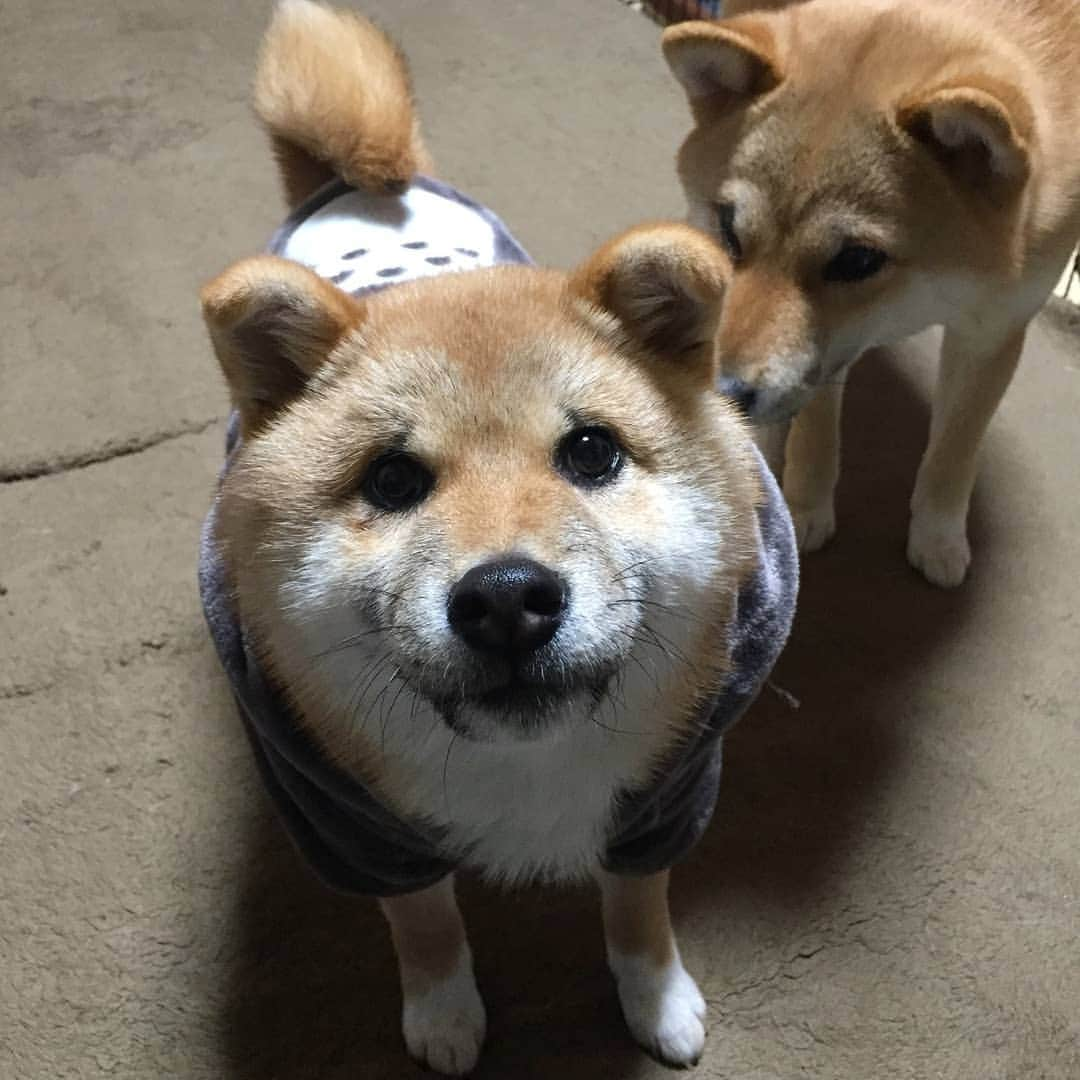 柴犬たま Shibainu Tamaのインスタグラム