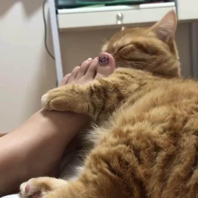 のインスタグラム：「🍭⠀ ⠀ 🎥@chomiputi⠀ ⠀ #meowed #chomiputi #yum #scottishfold #munchkin #kitty #kittycat #scottishstraigh #japan #japancat #🍭」