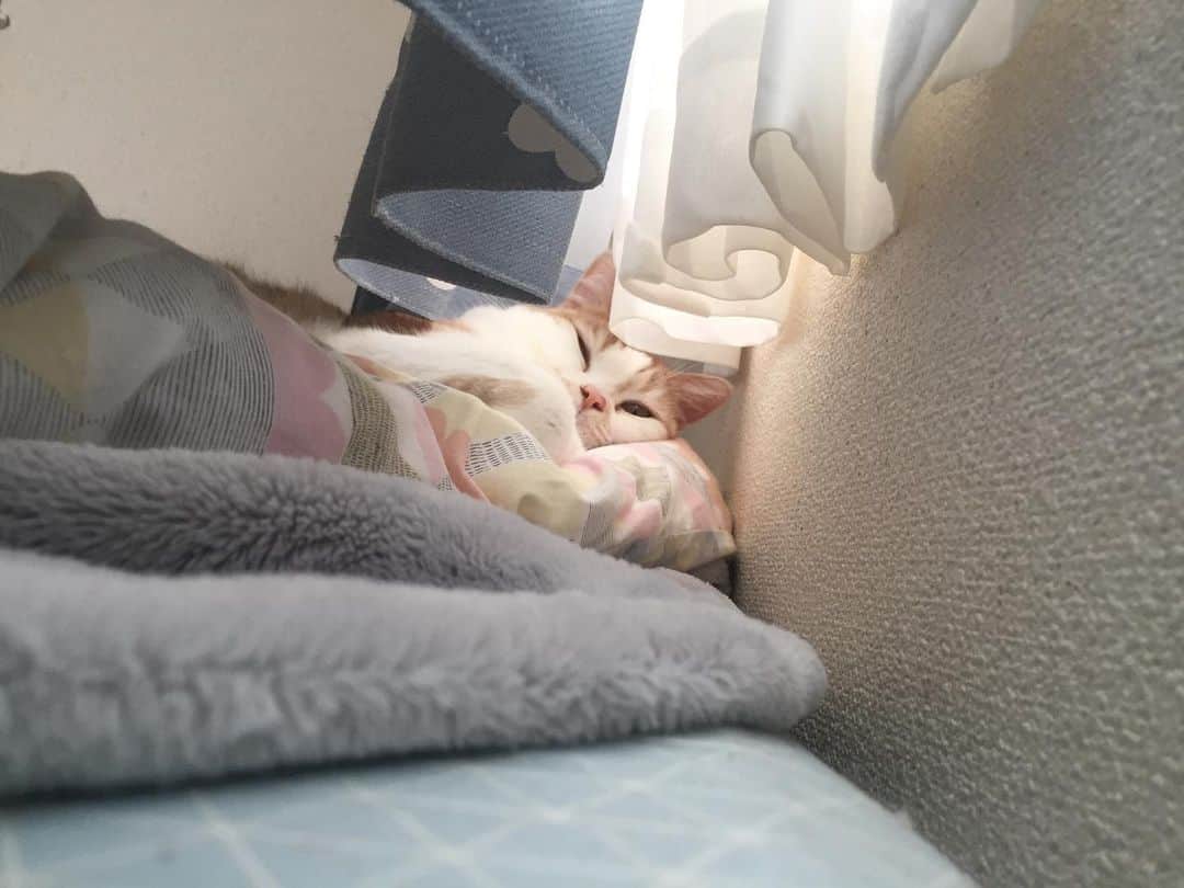 にゃんすくんのインスタグラム：「毎朝ブタが足元にいる🐽  #おまえもな」