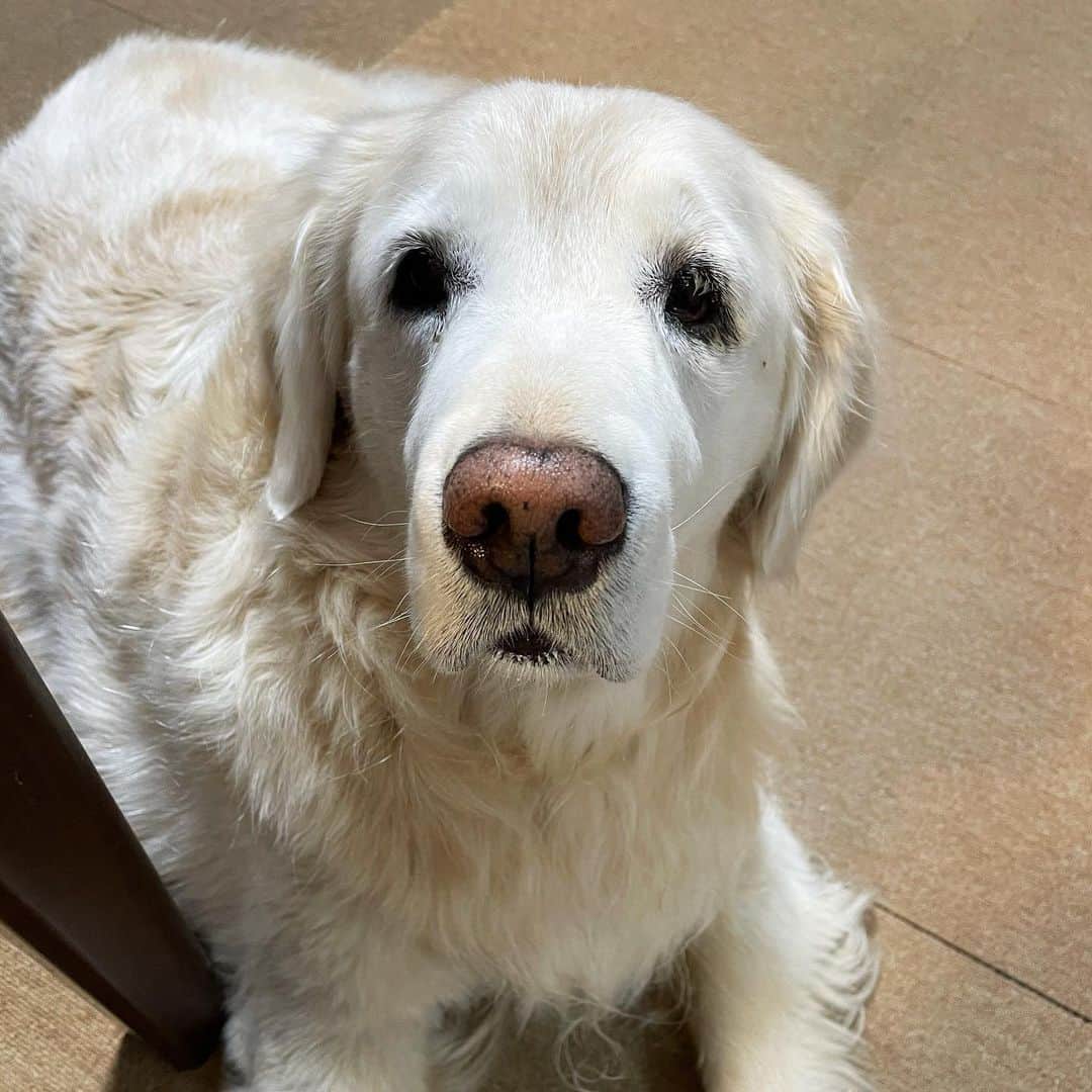 ながしまみのりのインスタグラム：「❤️HAPPY BIRTHDAY めるさん 12歳❤️﻿ ・﻿ #きゃらめる誕生祭﻿ #きゃらめる日記﻿ #goldenretriever﻿ #ゴールデンレトリバー」