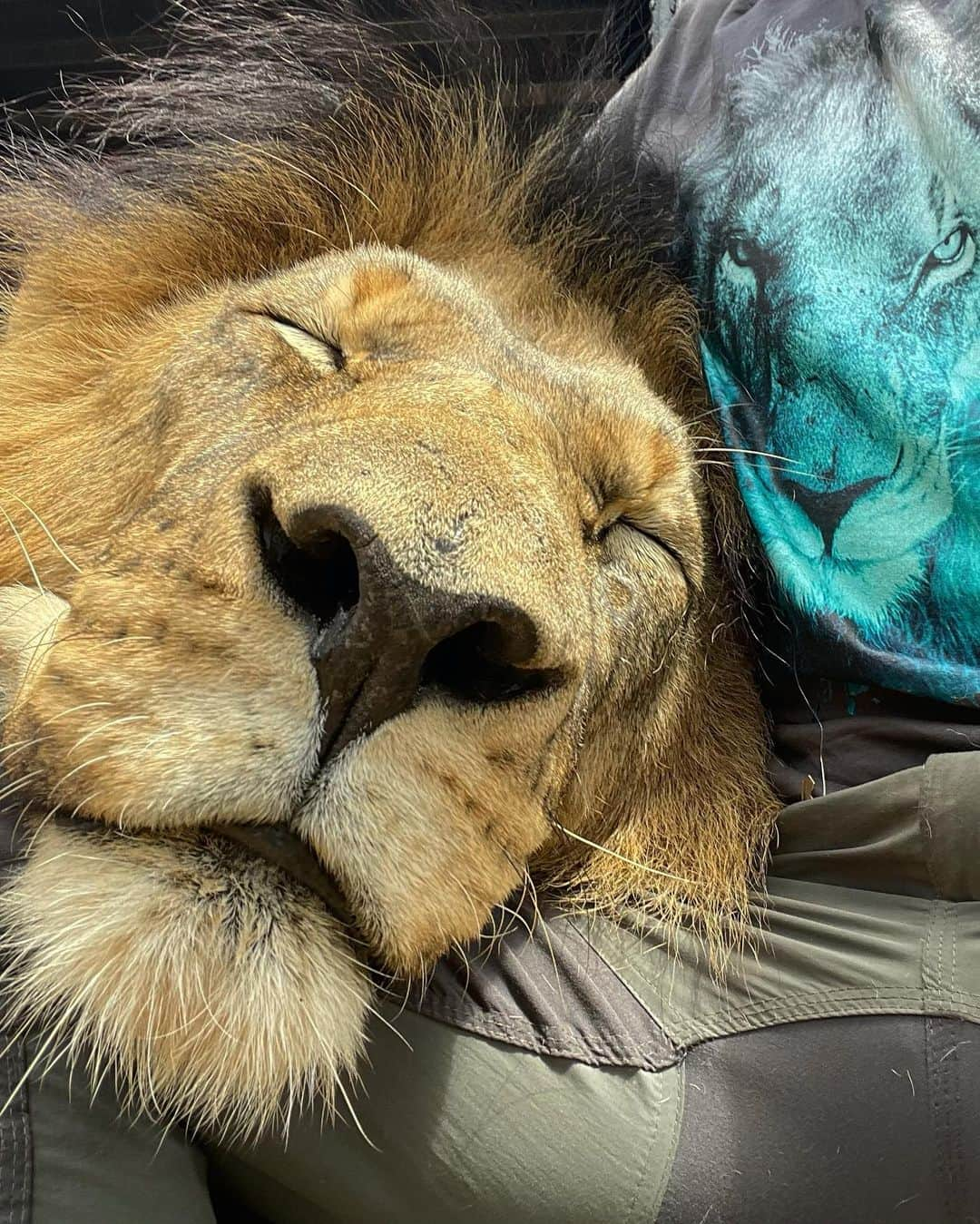 Kevin Richardson LionWhisperer さんのインスタグラム写真 - (Kevin Richardson LionWhisperer Instagram)「Happy Monday everyone with an exclusive fun give-away competition for you all to enjoy! 3 Lucky Winners will choose any one item from the range on the Teespring Lion Whisperer store as their prize. •	Simply send in a photo of any piece of Lion Whisperer Teespring merchandise you have purchased and an accompanying quote explaining why you like the Lion Whisperer range on the YouTube store •	Send your entry for this Give Away prize competition by email to pam@lionwhisperer.co.za •	All of the entries will be assessed and the judging panel will award the prizes based on the best photo and accompanying quote •	The best 3 entries rated by our judges will be awarded the give-away prize of any item from the Lion Whisperer store on YouTube •	We will share a number of the entries sent in throughout the competition •	The Give-Away Competition starts 10:00am EST time on Monday March 1 and entries close at 12 Noon 8th March EST •	Winners will be announced on a date on or after 8th March Store link in bio above (contact in bio link)   *Please note By submitting their photos to Lion Whisperer TV, participants agree to grant Lion Whisperer TV free of charge the right to use the photo in any manner and media, including without limitation, the right to publish, adapt, distribute, copy, display or translate in printed or electronic media even if they are not the winning entries. *All decisions are final and no correspondence will be entered into.」3月1日 21時07分 - lionwhisperersa