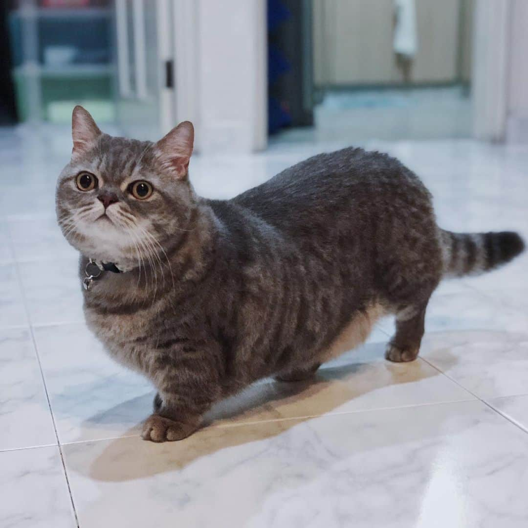 Pancakeさんのインスタグラム写真 - (PancakeInstagram)「Your Chonky Majesty 👑  #cats #catstagram #catsoninstagram #catsofinstagram #sgcats #pets #instagramcats #munchkincats #neko #ねこ #マンチカン短足 #猫 #まんちかん部 #マンチカン部」3月1日 21時12分 - nugget_pancake