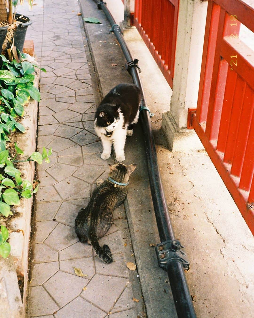バイトゥーイ・ズワピットのインスタグラム：「🐈🐈‍⬛ #zvpfilms  . #fujiklasseprofessional #fujiklasse #kodakcolorplus200  #bangkokstreetphotography」