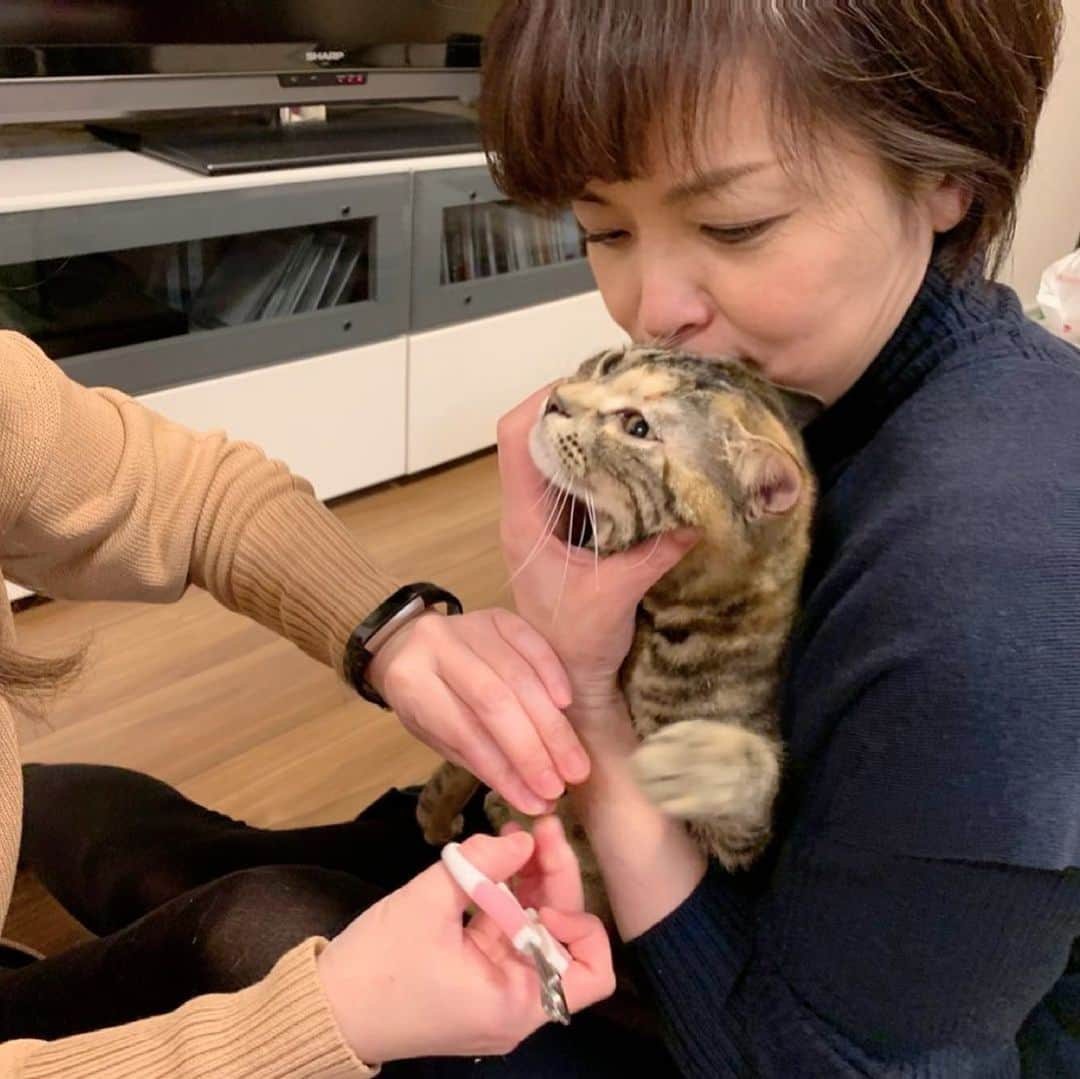 石原詢子さんのインスタグラム写真 - (石原詢子Instagram)「きなちゃんの爪、凶器！ 猫友の瞳ちゃんに切ってもらいました！  #だいずときなこ #愛猫 #愛猫家 #愛猫との暮らし #猫の爪 #猫の爪切り #猫友 #瞳ちゃん #きなこ #猫のいる暮らし #スコティッシュフォールド立ち耳 #詢ちゃんねる #だいきなチャンネル #石原詢子 #歌手」3月1日 21時44分 - junko_ishihara.official