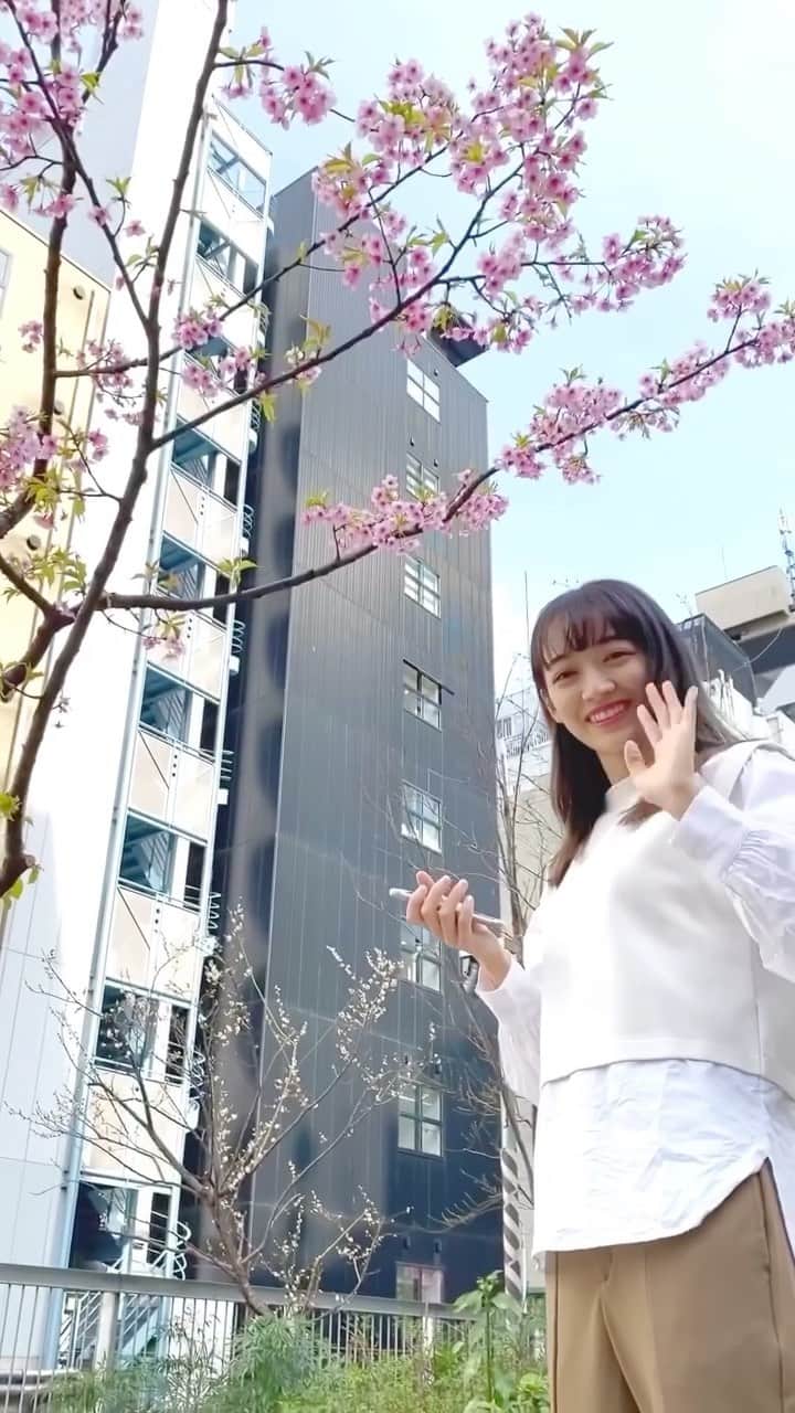 下村実生のインスタグラム：「今日から3月ですね！☺︎ 桜が綺麗だったのでマネージャーさんに撮ってもらいました🌸  #春 #桜 #河津桜」