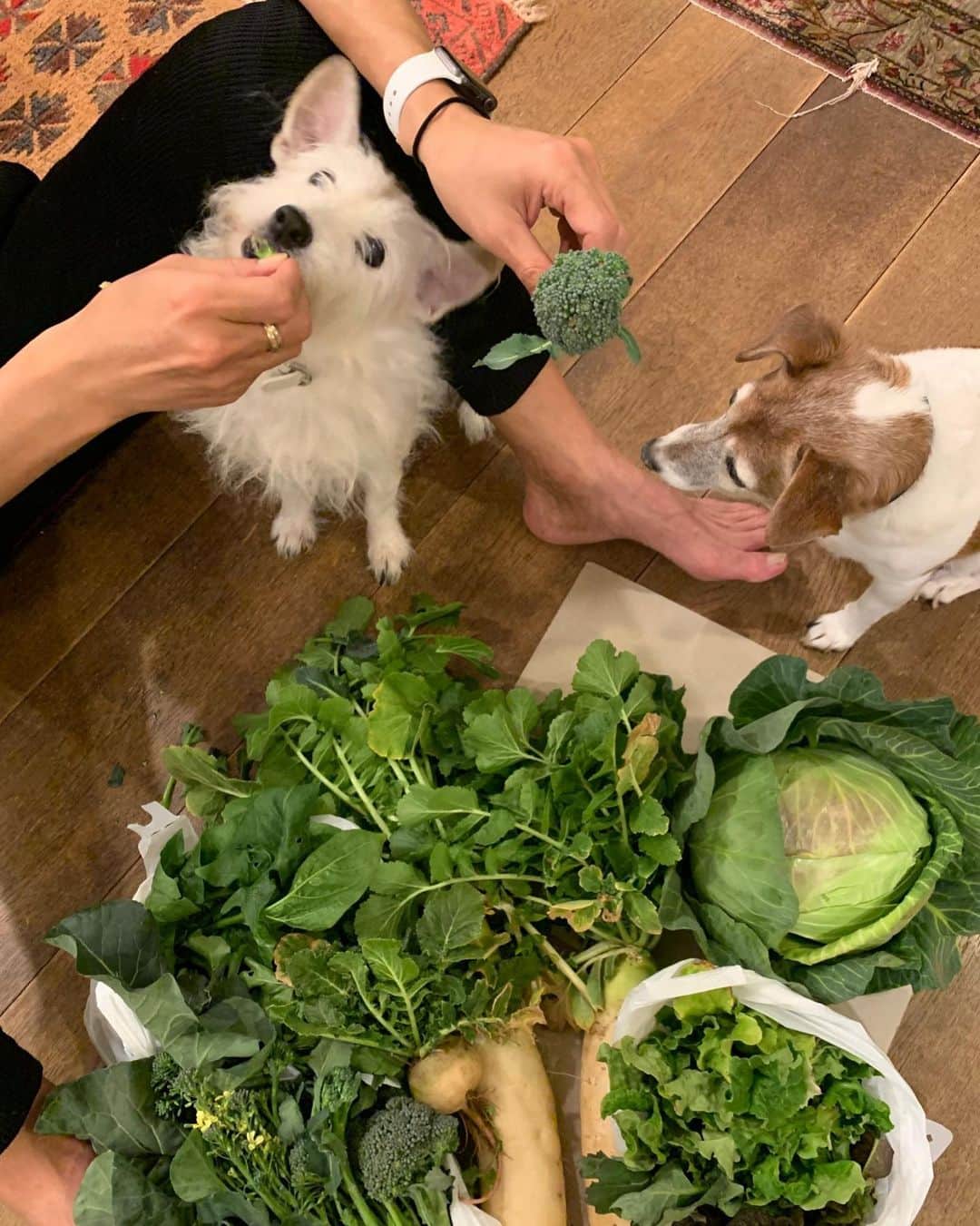 北澤豪さんのインスタグラム写真 - (北澤豪Instagram)「野菜泥棒ミルク🐾犬でも美味しいのが分かるみたいです。ありがとう畑女子🙇‍♀️#ベジランド川崎」3月1日 22時37分 - tsuyoshi_kitazawa_official