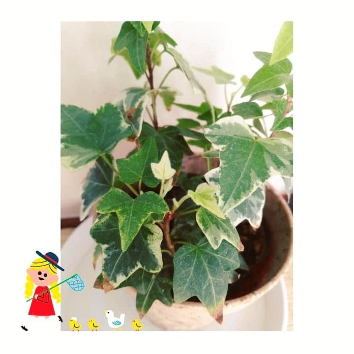 近藤笑菜さんのインスタグラム写真 - (近藤笑菜Instagram)「見てくれー♡ 部屋の温室効果かこの冬になって蕾をつけていたトマトが！ついに！花咲いた～～～🏵️ しかも枯れた茎の部分から出ていた新葉もぐんぐんと成長。すご。 アイビーはんにもかわいいベイビーが🌱 いのちーーうれし。 #green」3月1日 22時53分 - emina_kondo