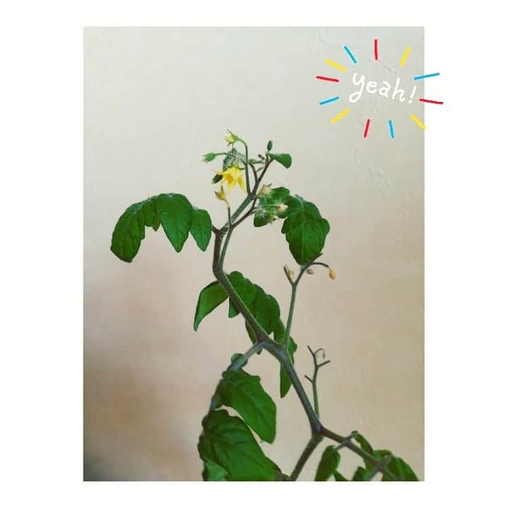 近藤笑菜さんのインスタグラム写真 - (近藤笑菜Instagram)「見てくれー♡ 部屋の温室効果かこの冬になって蕾をつけていたトマトが！ついに！花咲いた～～～🏵️ しかも枯れた茎の部分から出ていた新葉もぐんぐんと成長。すご。 アイビーはんにもかわいいベイビーが🌱 いのちーーうれし。 #green」3月1日 22時53分 - emina_kondo
