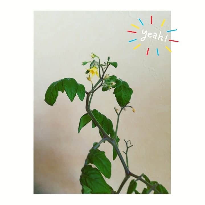 近藤笑菜のインスタグラム：「見てくれー♡ 部屋の温室効果かこの冬になって蕾をつけていたトマトが！ついに！花咲いた～～～🏵️ しかも枯れた茎の部分から出ていた新葉もぐんぐんと成長。すご。 アイビーはんにもかわいいベイビーが🌱 いのちーーうれし。 #green」