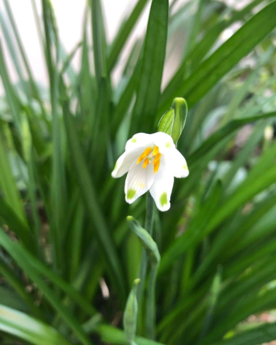 竹川美子のインスタグラム：「スノーフレークの花☘️ #スノーフレーク #英語で雪の結晶　ひとひらの雪 #ヒガンバナ科スイセン属  #和名　鈴蘭水仙・大待雪草 #中央ヨーロッパ原産 #白い花 #スズランに似たような花 #多年草 #球根植物 #花言葉 #純粋 #純潔 #汚れなき心 #皆を惹きつける魅力 #癒し」