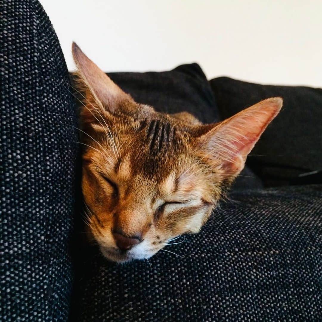徳井義実のインスタグラム：「#ねこ」