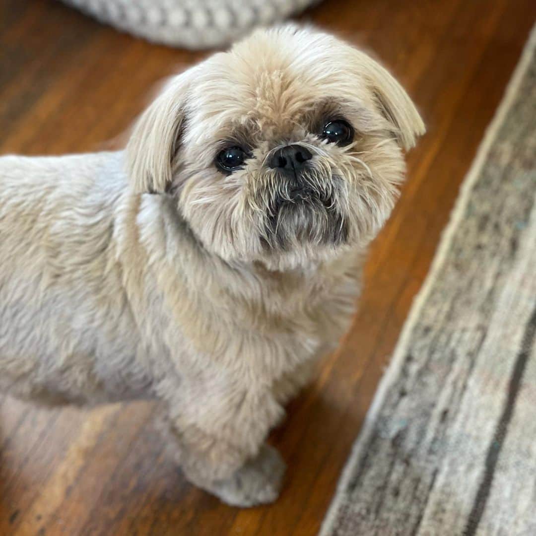 Dougie the Shih Tzuのインスタグラム：「Oatmeal raisin」