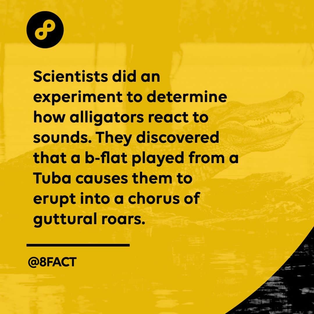 のインスタグラム：「Scientists suspect the tuba’s b-flat triggers a defensive mechanism. The deep buzzing tone might resemble a roar which, in nature, is generally seen as a challenge or a mating call.」