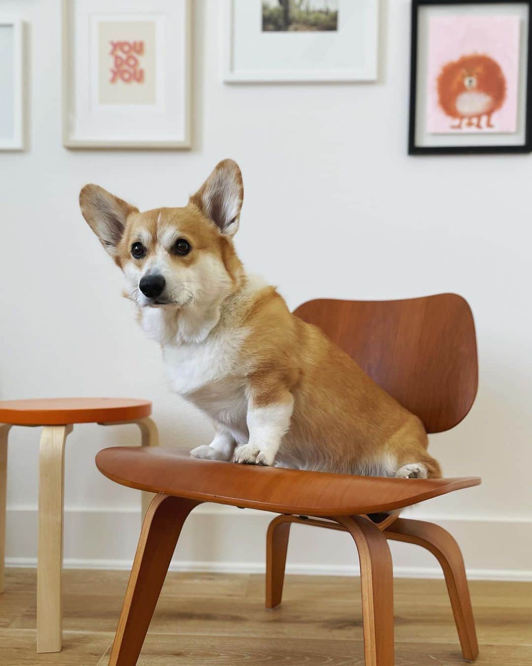 Herman Miller （ハーマンミラー）さんのインスタグラム写真 - (Herman Miller （ハーマンミラー）Instagram)「@katsuyeh knows his modern design. Here he is hogging our beloved Eames Molded Plywood Chair—an iconic piece that's too good to share. #hmathome」3月2日 1時07分 - hermanmiller