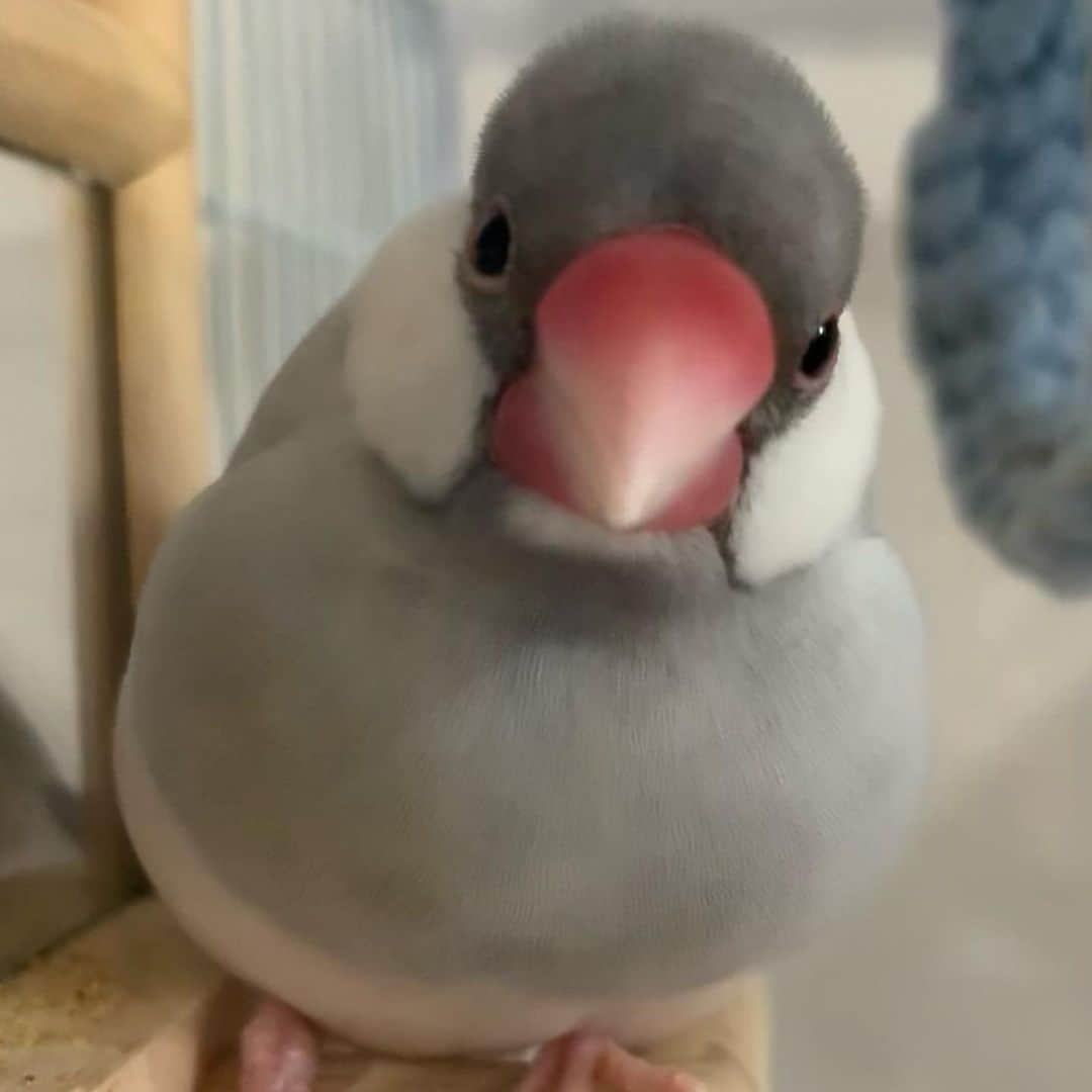 酒井美帆のインスタグラム：「自分かわいいって…知ってる顔🥺💕  もちもちっ  #文鳥 #手乗り文鳥 #おもち #もも太郎」