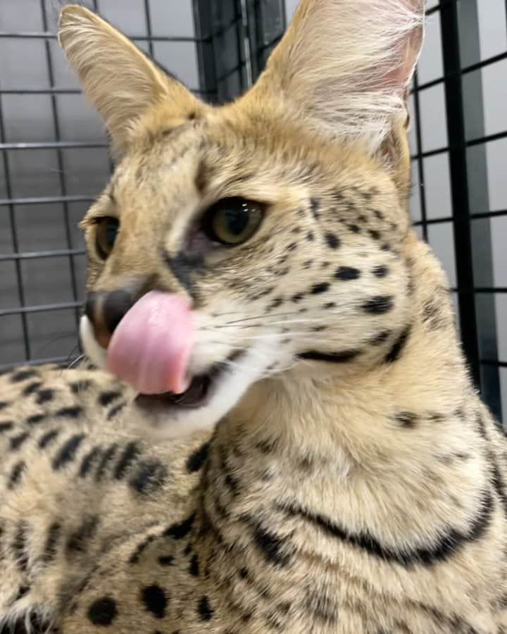 のインスタグラム：「早くご飯くれよ！！！  って？（笑）  かわいいなw  #サーバルキャット　#沖縄　#猫　#ねこ　#ネコ　#けものフレンズ　#ベンガルキャット　#特定動物　#Leptailurus serval」