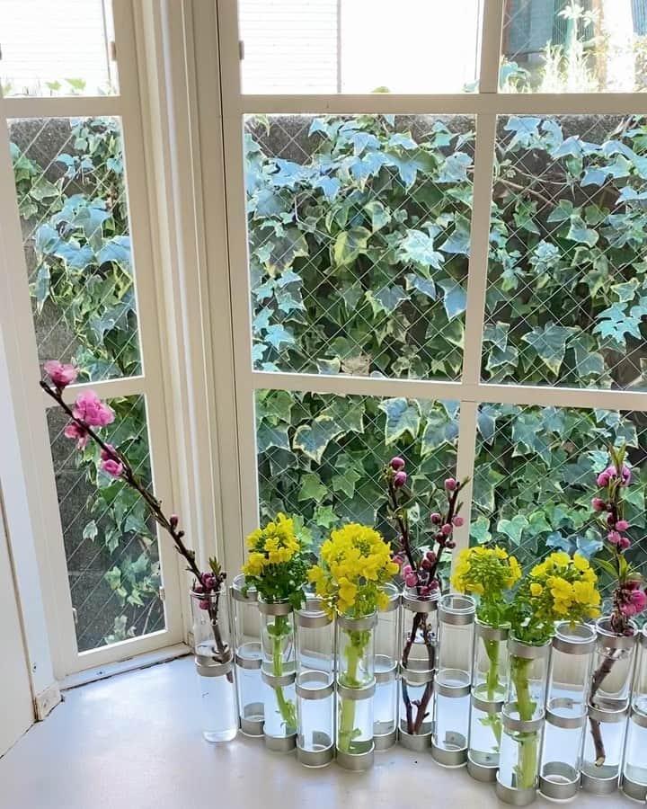 asamiさんのインスタグラム写真 - (asamiInstagram)「. 満開を迎えた河津桜を見て歩き 新鮮なマグロを食べて プチ旅行気分を味わってきました。  窓辺にも同じ景色を作りたくて 帰りに寄った場所で 菜の花と桃の花を買って飾りました。 春の匂いがしてウキウキ＾＾  今日も良い日をお過ごしください  #窓#窓辺#河津桜#三崎#菜の花#ひな祭り#桃の花 #四月の花器 #暮らし#暮らしを楽しむ#くらし#花のある暮らし」3月2日 8時33分 - asamiiimasa