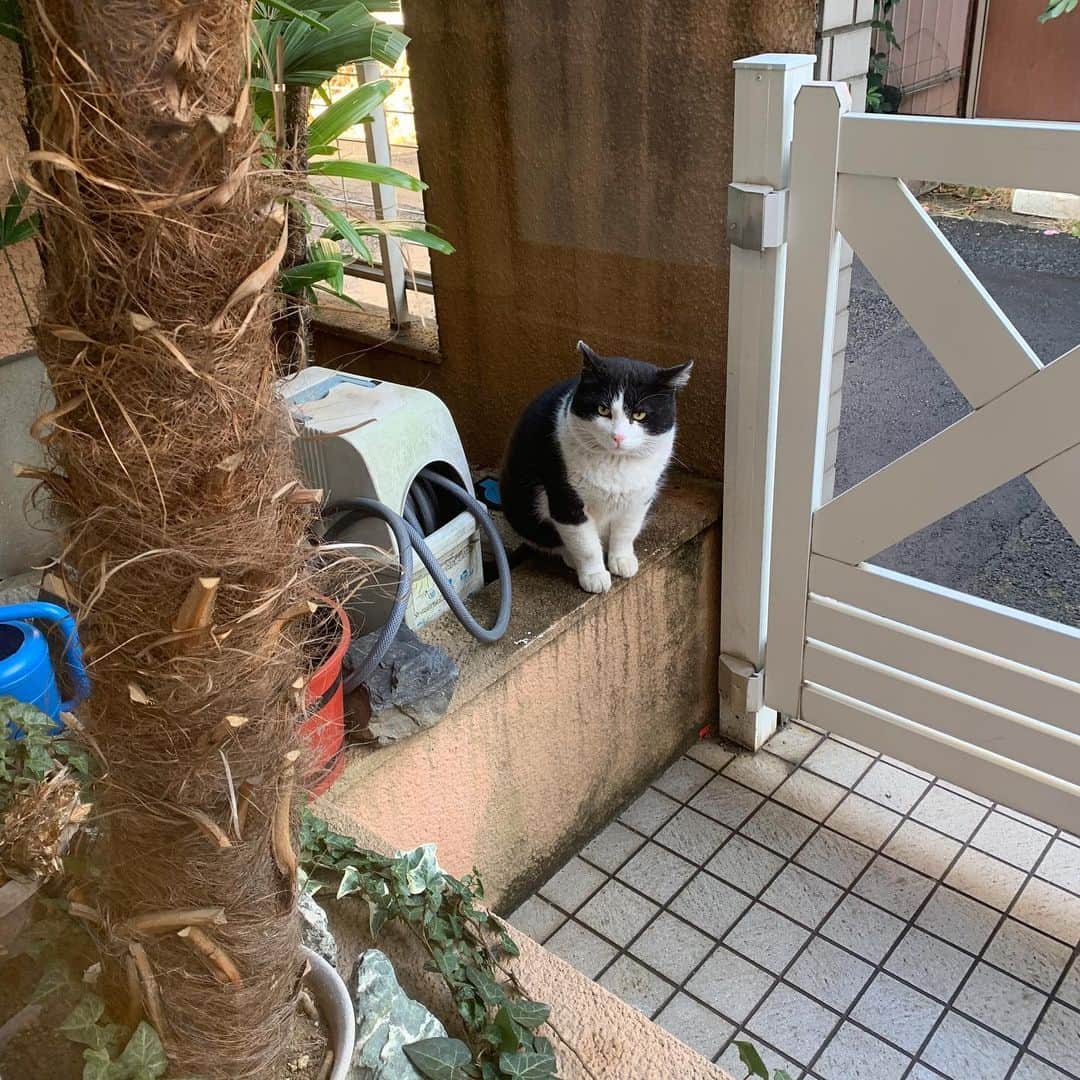 のインスタグラム：「おはようイカスミ！ Good Morning Ikasumi ココちゃんが見てたけど、 イカスミは興味を示さなかった。 #うちの猫ら #猫 #ねこ #ikasumi #cocoa #cat #ネコ #catstagram #ネコ部 http://kachimo.exblog.jp」