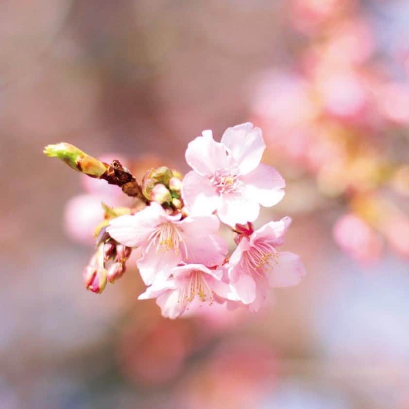Depth_TECHNOLOGYさんのインスタグラム写真 - (Depth_TECHNOLOGYInstagram)「週末は関東もかなり冷え込みましたが、昨日から3月。 徐々に春に近づいている気配をそこここで感じます。  近所の公園でも「河津桜」を見つけました。飲み会も夜更かしもなく健康的な生活サイクルでかなり早い時間に自然に目が覚めるようになりました。土日も寝坊することなく朝の心地よい空気を感じながら、人もまばらな近所の散歩を習慣にしています。  今までにない不安定な環境が約1年続いてストレスや不安も多い状態に変わりはないですが、春の気配は気持ちを上げてくれるものですね。」3月2日 8時59分 - depth_technology