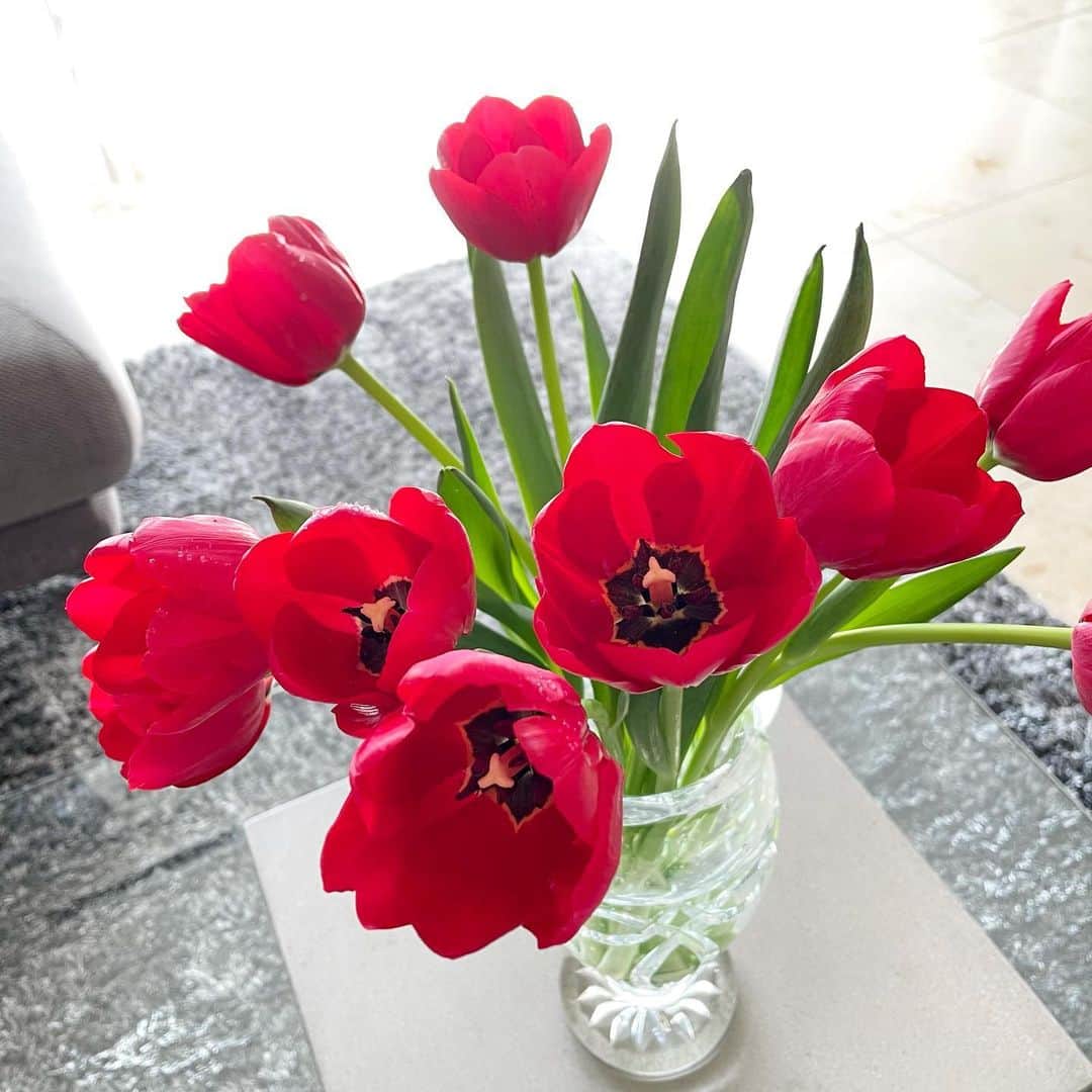 吉田美紀さんのインスタグラム写真 - (吉田美紀Instagram)「・ ・ 今日は今ひとつなお天気だけど 蕾が開いてきたチューリップのおかげで お部屋は少し明るく感じる･:*+. ・ 目の痒さがピークで、、 リペアしたばかりのマツエクが すでに隙間だらけで寂しい今日このごろ。。 ・ 花粉症の方！頑張りましょうね💪 ・ ・ #flowers #tulips #お花 #お花のある暮らし #チューリップ #花粉症 #3月」3月2日 10時02分 - miki__yoshida